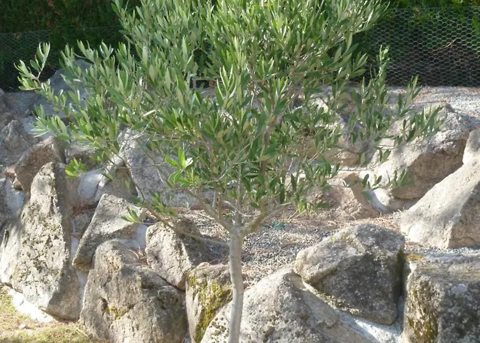 La Bonbonniere Des Oliviers